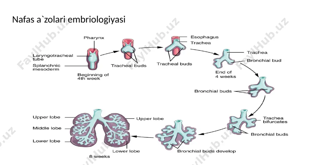 smooth muscle 6. plates of cartilage 7. glands a. alveoli b. bronchus bronchiole shilliq osti qavat traxeyadan mayda bronxgacha fibroz-tog`ay traxeya yirik bronx o`rta bronx mayda va terminal bronxlar (gialin yirik plastinka) (elastik tog`ay) (yo`q) respirator qism atsinus respirator bronxiola alveolar yo`l alveolar qopcha alveola respirator bronxiola devorida alveola borligi bilan terminal bronxlardan farq qiladi bir qator kubsimon epiteliy qisman kiprikchali epiteliy klar hujayrasi jiyakli biriktiruvchi to`qimasi yupqa plastinkasi alveolar yo`l alveola bir biriga zich joylashgan jiyakli va klar hujayralar bor epiteliy ostida silliq miotsitlar alveolar qopchalar alveolar shingildan iborat faqat klar hujayrasi mavjud alveolalar gaz almashinuvi sodir bo`ladigan atsinusning birligi atsinusga ochiladi devori – bir qavatli yassi epiteliy -i tip alveolotsitlar -ii tip alveolotsitlar - iii tip alveolotsitlar alveolar to`siq hujayraviy epitelial noepitelial nohujayraviy surfaktant elastik tolalar poralar aerogematik baryer surfaktant i tip alveolotsit bazal membrana endoteliotsit e`tiboringiz uchun rahmat!!! image1.jpeg image2.jpeg image3.jpeg image4.jpeg image5.jpeg image6.jpeg image7.jpeg image8.jpeg image9.jpeg …
