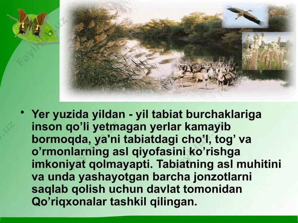 o'l qo'riqxonasi. 1971-yilda amudaryo bo'yida tashkil qilingan. to'qay va cho'l bo'limlari 3985 gektarni egallaydi, ulardan 1883 gektari to'qayzor. cho'l hududiga xos bo'lgan hayvonlar uchraydi. cho'l mushugi, bo'ri, tulki, yovvoyi cho'chqa, tovushgon ko'p. bu qo'riqxona jayron va xongulni muhofaza qilish maqsadida tashkil qilingan. baday to'qay davlat qo'riqxonasi 1971-yilda qoraqalpog'iston hududida, amudaryoning quyi oqimida tashkil qilingan. to'qay o'rmonlari va u yerdagi hayvonlarni saqlash maqsadida ochilgan. abdusamaddavlat qo'riqxonasi 1978-yilda tashkil etilgan bo'lib, maydoni 2158 ga, shundan 1459 gektari to'qayzor. sirdaryoning o'rta oqimida joylashgan. farg'ona vodiysida saqlanib qolgan kichik-kichik noyob to'qayzorlar va shu yerlarda uchraydigan sirdaryo qirg'ovuli, suv parrandalari hamda boshqa to'qayzorga xos bo'lgan jonivorlarni saqlash maqsadida tashkil qilingan. qorako'l cho'l davlat qo'riqxonasi 1971(1990)-yilda buxoro viloyatida amu-qorako'l kanallari atroflaridagi uchar qumlarni saksovul-buta o'simliklari bilan mustahkamlash, irrigatsion inshootlarning qum ostida qolishidan himoya qilish, janubiy qizilqum fauna va flora majmualarini tiklash, uchib o'tish davrida qushlarning dam olishi va oziqlanishi uchun sharoit yaratish maqsadida tashkil qilingan maydoni …