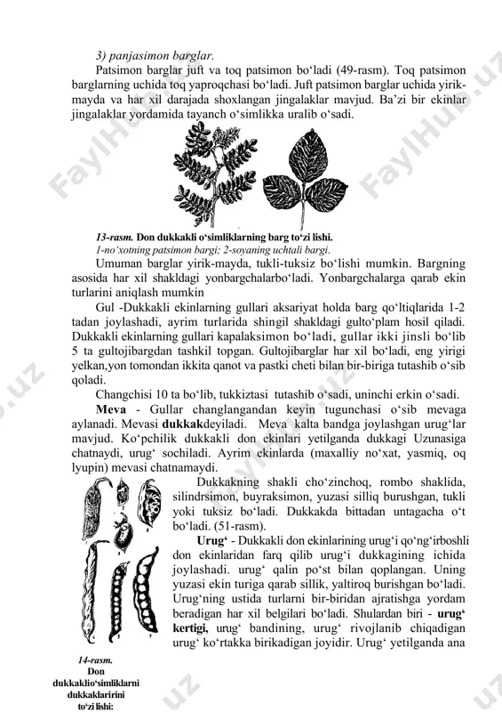 , xashaki dukkaklar, soya ekinlarining poyasi tik o‘sadi, ko‘k no‘xatning poyasi chirmashib o‘sadi. dukkakli ekinlarning poyasi shoxlanadi. yon shoxlar barg qo‘ltiqlardan o‘sib chiqib ikki xil bo‘ladi: monopodial va simpodial. monopodial shoxlar poyada pastdan yuqoriga qarab rivojlanadi, simpodial shoxlar esa yuqoridan pastga qarab rivojlanadi, bu holda asosiy poyani uchki qismida gulto‘plam hosil bo‘ladi. barg -barcha dukkakli don ekinlarining to‘zilishi bo‘yicha bir-biridan ancha farq qiladigan 3 ta guruhga bo‘linadi: 1) patsimon barglar 2) patsimon uchtali barglar 3) panjasimon barglar. patsimon barglar juft va toq patsimon bo‘ladi (49-rasm). toq patsimon barglarning uchida toq yaproqchasi bo‘ladi. juft patsimon barglar uchida yirik-mayda va har xil darajada shoxlangan jingalaklar mavjud. ba’zi bir ekinlar jingalaklar yordamida tayanch o‘simlikka uralib o‘sadi. 13-rasm. don dukkakli o‘simliklarning barg to‘zi lishi. 1-no‘xotning patsimon bargi; 2-soyaning uchtali bargi. umuman barglar yirik-mayda, tukli-tuksiz bo‘lishi mumkin. bargning asosida har xil shakldagi yonbargchalarbo‘ladi. yonbargchalarga qarab ekin turlarini aniqlash mumkin gul -dukkakli ekinlarning gullari aksariyat holda …