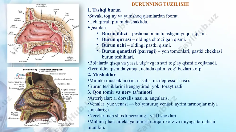 ) bo‘shlig‘i sinus frontalis – peshona suyak bo‘shlig‘i sinus ethmoidalis – g‘alvirsimon suyak bo‘shlig‘i  sinus sphenoidalis – ponasimon suyak bo‘shlig‘i yuqori jag‘ bo‘shlig‘i (sinus maxillaris) burun bo‘shlig‘i tashqi devori orqasida joylashgan. devorlari: yuqori – ko‘z kosasi devori (yupqa, nerv va tomirlar o‘tadi). ichki – burun bo‘shlig‘i bilan chegaralashgan. pastki – yuqori jag‘ tish ildizlari ustida. oldingi – fossa canina sohasi. orqa – qanot-tanglay chuqurchasi. bolalarda yoshga qarab tub sathi o‘zgaradi. g‘alvirsimon bo‘shliq (sinus ethmoidalis) burun bo‘shlig‘i tepasida joylashgan. uch qism:  lamina perpendicularis,  lamina cribrosa,  labyrinthi ethmoidales. old va o‘rta kataklar – peshona bo‘shlig‘iga ochiladi. orqa kataklar – ponasimon bo‘shliqqa ochiladi. asoratlari: infeksiya ko‘z kosasi, miya pardalari va ko‘rish nerviga o‘tishi mumkin. ponasimon bo‘shliq (sinus sphenoidalis) ponasimon suyak ichida joylashgan. rivojlanishi: 12–14 yoshda to‘liq shakllanadi. muhim chegaralari: yuqori – o‘rta miya, gipofiz. old – ko‘z nervi choralashgan joy. yon – kavernoz sinus, ichki uyqu arteriyasi, bosh miya …
