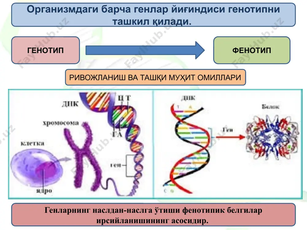 ген ва ген концепцияси - Page 5