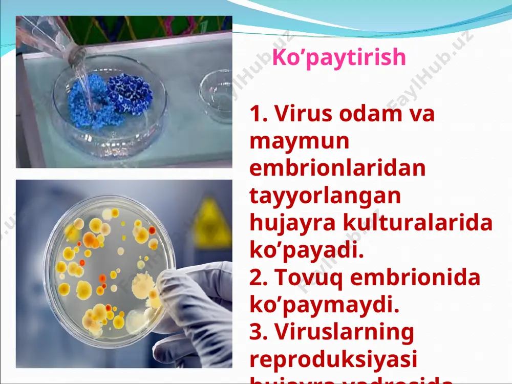 mma bemorlarda kuzatilib yaqqol ifodalangan enantema bo‘ladi. toshma polimorfizmi sust bilinadi, ularning hammasi pufakchalarga aylanadi. qurish va qobiq hosil bo‘lishi sekinlik bilan bo‘ladi. toshmalar 7-9 kun va undan ko‘proq davom etadi. tipik turlaridan tashqari suvchechakning atipik (rudimentar, og‘ir kechadigan, papullyoz, brullyoz, ganrenoz, gemorragik) turlari mavjud. bu esa shaxsiy o‘ziga xos va yoshga bog‘liq bo‘lgan sezgirlikka va bola organizmning holatiga bog‘liq. suvchechakning yosh bolalarda kechishi. bir yoshgacha bo‘lgan bolalarda tipik engil shakli, katta yoshdagi bolalarga nisbatan kam uchraydi. ko‘proq o‘rta og‘irlikdagi va og‘ir shakllari kuzatiladi. tipik hollarida kasallik o‘tkir boshlanadi, tana harorati ko‘tariladi, toshma toshadi. toshmalar toshishga qadar 1-2 kun avval prodromal davr belgilar kuzatiladi: yuqori nafas yo‘llarining kataral yallig‘lanishi, ishtahaning pasayishi. varitsella bilan kechadigan kuchli toshmalar toshish vaqtida bevovtalanish, uyquning buzilishi, qaltiroq tutishi, xushdan ketish kuzatiladi. onasi suvchechak bilan og‘rimagan chaqaloqlarda kasallik ko‘proq prodromal davridan boshlanadi va 1-5 kun davom etadi. yaralar hosil bo‘ladi. gangrenoz shakli yaqqol ifodalangan zaxarlanish,yuqori va …