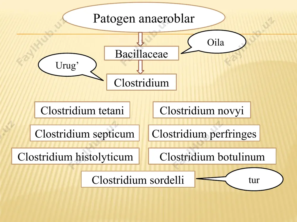 ngens biokimyoviy xususiyati va toksin hosil qilishi qandlarni kislota va gaz hosil qilib parchalaydi tezda nitratlarni nitritlarga qaytaradi, indol hosil qiladi ekzotoksinlari: alfa gemolizin, beta-nekrotoksin, va enterotoksin clastridium novyi yirik, polimorf, ikki cheti bir oz bukilgan tayoqcha boʼlib, uzunligi 4,7 – 22,5 mkm eni 1,4 – 2,5 mkm. аlohida-alohida joylashishi mumkin. koʼpincha kalta zanjirga oʼxshab joylashadi, harakatchan, 20 ga yaqin xivchinlari bor, peritrix, grammusbat, tashqi muhitda spora hosil qiladi o’sishi glyukozali qonli agarda r-shakldagi, gemoliz halqasiga ega boʼlgan koloniyalarni, agar ustunchasida esa momiqqa oʼxshash, atrofiga ingichka ipchalar tarqalgan koloniyalarni hosil qiladi clоstridium septicum polimorf, uzunligi 3,4 – 14,1 mkm, eni 1,1 – 21,5 mkm, harakatchan, peritrix, grammusbat, tashqi muhitda spora hosil qiladi, kapsula hosil qilmaydi. biokimyoviy xususiyati va toksin hosil qilishi ekzotoksinlari: kuchli ekzotoksinlar. xayvonlar eritrotsitlarini gemolizga uchratadi. gialuronidaza, neyraminidaza, kollagenaza, fibrinolizin boshqa klostridiyalarga nisbatan ancha mayda, uzunligi 1,6 – 3 mkm, eni 0,6 – 1mkm . harakatchan, tuxumsimon, spora …