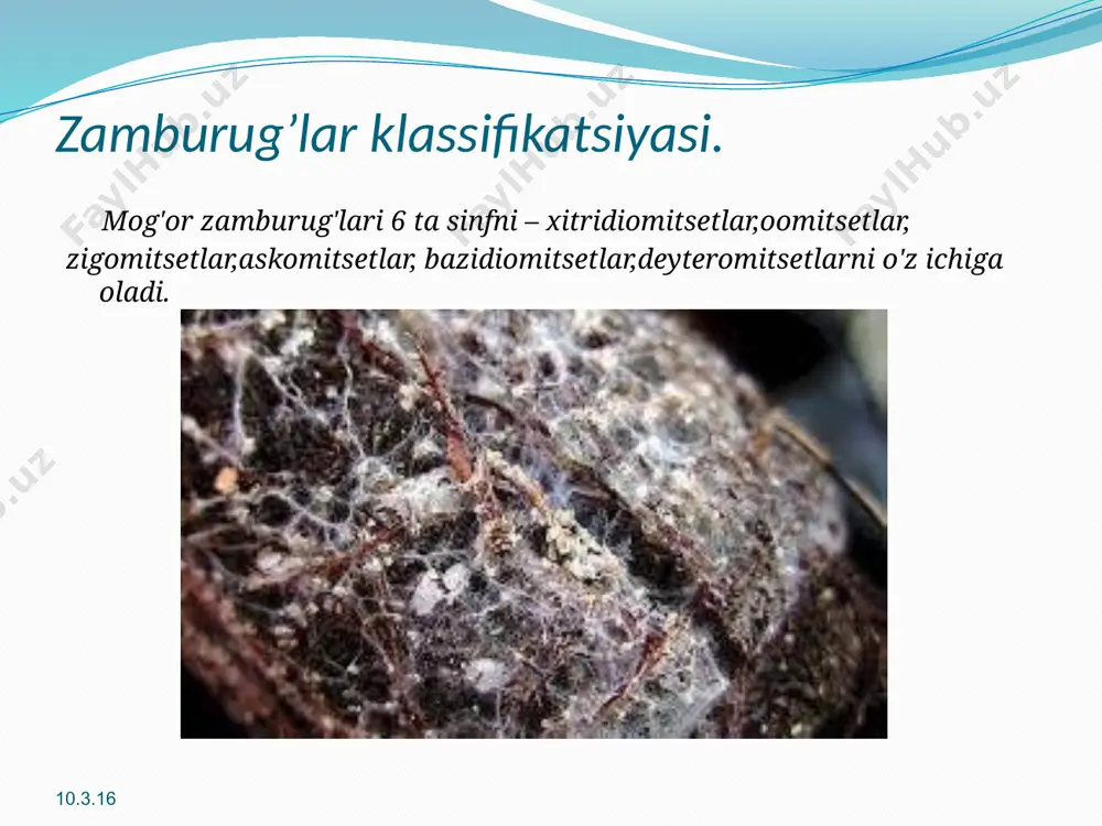 va saprofit holda hayot kechiradi. zamburug‘larning 100 000 ga yaqin turlari mavjud. zamburug‘lar suv o‘tlaridan xlorofillning yo‘qligi, bakteri- yalardan esa yadroga ega bo‘lishi bilan farq qiladi. zamburug‘lar- ning vegetativ tanasi mitselliy debatalib, u alohida ipchalar, ya’ni gifalar yig‘indisidan tashkil topgan. zamburug‘ mitselliysi oziq moddalarni butun yuzasi bilan shimib oladi. mitselliyda spora hosil qiluvchi organlar hosil bo‘ladi. ko‘payishi vegetativ, jinssiz va jinsiy usullarda boradi. mitselliyning tuzilishi va ko‘pa- yish usuliga qarab zamburug‘lar tuban va yuksak zamburug‘lar- ga bo‘linadi. тuban zamburug‘lar mitselliysida to‘siqlar bo‘ lmaydi (oq po’panak), jinsiy ko'payish suv o'tlaridagidek boradi. yuksak zamburug'lar (penitsill) mitselliysi to'sigli, ya'ni ko'p hujayrali boladi 10.3.16 image2.png image3.png image4.png image5.png image6.png image7.png image8.png image9.png image10.png image11.png