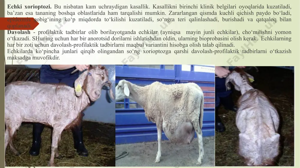 larga o‘tadi. eski joylarnining terisi zichlanadi, burmalashadi va junlari to‘liq to‘kiladi. tananing hayvon tomonidan qashilanishi va qattiq yalashi oqibatida terida yorilish va yiringli yarachalar hosil bo‘ladi. bu kanalarni farqlanganidan darak beradi, 2-chi infeksiyaning rivojlanib terining yallig‘lanishi oqibatida hayvoning tana harorati oshishi mumkin. yozgi paytlarda esa kasal hayvonlar oriqlagan, ularda to‘lash jarayoni vaqtida bo‘lmaydi. kasallik surunkali oqimda kechadi. organizimni oriqlanishi oqibatida qon tarkibida ham o‘zgarishlar kuzatiladi, eritrotsit soni kamaygan, eozinofiliya va leykotsitoz ko‘ztiladi. diagnoz va differensial diagnoz. qo‘tir va qichima –qo‘tir kasalliklariga diagnoz kompleks usulda: epizootologik ma’lumotlar inobatga olingan holda, kasallikning klinik belgilariga qarab hamda laboratorik tekshiruv natijalariga asoslanib qo‘yiladi. laboratorik tekshiruv. gumon qilingan hayvon terisining sog‘lom va zararlangan uchastkalari chegerasidan skalpel yordamida chuqur qirindi olinadi va tekshiruvdan o‘tkaziladi. tekshirish ikki usulda amalga oshiriladi: mortal usul – bunda o‘lgan kanalar yoki ularning bo‘laklari topiladi va vital usul – bunda esa tirik harakatchan kanalar topiladi. dastlabki diagnoz qo‘yishda odatda mortal usul qo‘llaniladi. …
