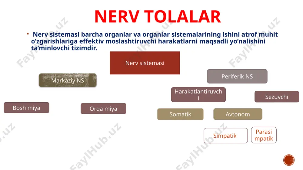 nik miofibril miofibril har bir muskul tolasi bir-biriga parallel joylashgan va muskul tolasining butun uzunligi boʻylab oʻtadigan koʻp sonli miofibrillalardan iborat. har bir miofibril qisqaruvchan oqsillardan tashkil topgan juda koʻp qalin va ingichka filamentlardan (miofilamentlar) iborat. yorugʻlik mikroskopi ostida koʻrilganda, bu miofilamentlarning qorongʻi va yorugʻ tasmalari (chiziqlari) navbatma-navbat koʻrinishi, ularning oʻziga xos joylashganligidan darak beradi. • qorongʻi liniya a disk deb ataladi (anizometropik polarizatsiyalangan yorugʻlik). minimal uzunligi - 1,5 mikron. a disk hududida qalin (miozin) tolalar ingichka tolalar bilan bir qatorga joylashadi. • a disk markazida faqatgina yogʻon filamentlar (miozin)dan iborat h zona mavjud. h harfi kashfiyotchisi henson yoki nemis tilida “yorugʻlik” ma’nosini anglatuvchi “hell” soʻzini ifodalaydi. • har bir h zonaning markazidagi m liniya muskul qisqarishi davomida aniqroq koʻrinadi. • qutbli yorugʻlikka nisbatan izotropik boʻlgani uchun yorugʻlik soxasi i disk deb ataladi. u taxminan 1 µm uzunlikda va ingichka (aktin) filamentlaridan tashkil topgan. • har bir i disk tor …