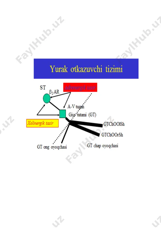 katorlar - - - - - - + sinus tugunining tormozlanishi, refrakterlik davrining uzayishi, depolyarizatsiya tezligining susayishi 12,6 amiodaron - -0 ? ? xp uzayishi, refrakterlik davri va q-t uzayishi 8,0 verapamil - -- - - - 2-faza qiskarishi, 4-faza va xp uzayishi ba’zan (-) qisman ijobiy ta’sir; (0) ta’sir etmaydi; (-) qisman salbiy ta’sir; (--) yaqqol salbiy ta’sir; (---) juda kuchli salbiy ta’sir; (?) ma’lumot yoq. antiaritmik preparatlarning kliniko-farmakologik xususiyatlari dori vositasi yuqs ga ta’siri av tugunning refrakterlik davriga ta’siri p-r interval qrs kompleksi kengligi q-t interval aritmiyalarda samarasi t 1/2 qorinchalar usti qorincha-lar amiodaron ↑↓ ↑↑ ↑↑ ↑ ↑↑↑↑ +++ +++ xafta-lar bretiliy tozilat ↑↓ ↑↓ 0 0 0 0 + 4s lidokain yo‘q yo‘q 0 0 0 yo‘q +++ 1s meksiletin yo‘q yo‘q 0 0 0 yo‘q +++ 12s moratsizin yo‘q yo‘q ↑ ↑↑ 0 yo‘q +++ 2-6s prokainamid ↓ ↑↓ ↑↓ ↑↑ ↑↑ + +++ 3-4s …