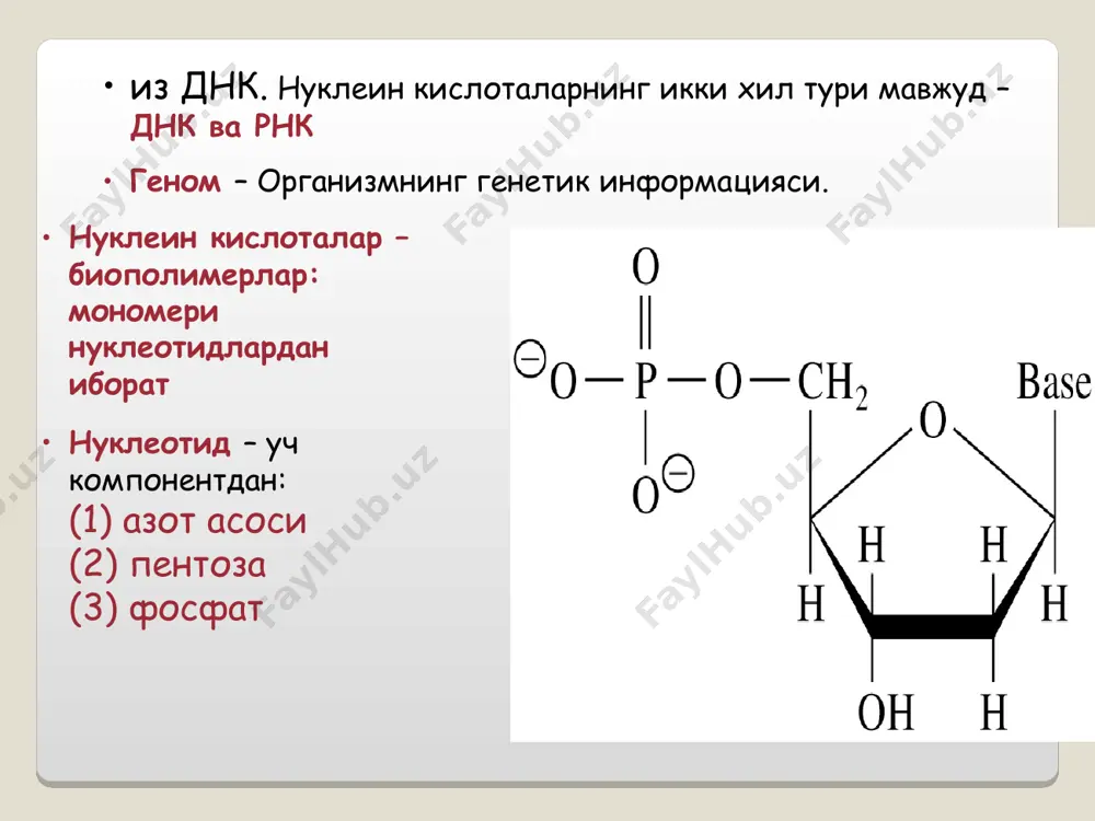 тулат молекулярной биологии * * полуконсервативный механизм репликации днк две цепи розделяются и каждая цепь копируется путем генерирования комплементарной цепи. каждая новосинтезированная молекула днк содержит одну материнскую цепь и одну новую. репликация – синтез днк на днк матрице * * этапы репликации распознавание точки начала репликации расплетание двойной спирали образование праймеров элонгация синтеза терминация образование нативной конформации днк * * компоненты необходимые для репликации ферменты (главный – днк-зависимая днк-полимераза) белковые факторы материнская днк атф, гтф, ттф, цтф ионы mg и zn * * днк биосинтези –днк репликацияси днк реплика́цияси — (replicatio-такрорлаш таржима, нусха кучириш, уз узидан яралиш (самовоспроизведение)) она днкаси матрицасида киз дезоксирибонуклеин кислотаси молекуласи синтези. она хужайраси булинишида хар бир киз хужайраси днк молекуласининг битта нусхасини олади, ушбу нусха айнан она хужайраси днк молекуласини тулик такрорлайди. ушбу жараен генетик ахборотни авлоддан авлодга аник утказилишини таъминлайди. днк репликациясини реплисома (англ. replisome) деб аталувчи 15-20 оксилдан иборат ферментатив мажмуа амалга оширади. …