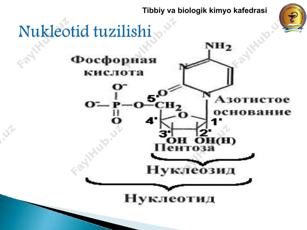 umumiy uratlar miqdori erkaklarda 1,2 g, ayollarda 0,6 g. podagraning tufuslarsiz kechishida uratlar miqdori 2-4 g.gacha ortadi, og'ir tufusli kechishida - 30 g.gacha ko'tarilishi mumkin. giperurikemiyaning og'ir xili lesh-nixan sindromi x–xromosoma bilan tutashgan resessiv belgi sifatida nasldan – naslga o'tib boradi (o'g'il farzandlarda namoyon bo'ladi). bunday bolalarda serebral falajlar ham kuzatiladi, aql – idroki o'zgargan bo'ladi, ular o'zlariga jarohat yetkazadilar – lab, barmoqlarini tishlab qonatadilar. bu kasallik «qutqarish yo'li»da qatnashuvchi gipoksantin - guanin – fosforiboziltransferaza fermentining meyordagiga nisbatan bir necha ming baravar kamroq bo'lishi bilan bog'liqdir. shuning uchun gipoksantin va guanin nukleotidlar sinteziga sarflanmasdan urat kislotaga aylanadi va giperurikemiyaga olib keladi. nuqson ferment nuqson xarakter klinik ko'rinishlar kasalliklar frdf sintetaza super faollanish retroingibirlanishga turgunlik ribozo-5-fosfatga nisbatan km pasayishi giperurikemiya, uratlarni siydik orkali kup ajralishi, podagrik artrit podagra gipoksantin- guaninfosfori- boziltransferaza faolligining qisman pasayishi yuqoridek podagra faolligining butunlay yo'qolishi giperurikemiya, nefropatiya, artrit, nevrologik va ruxiy o'zgarishlar sindrom lyosha-nixena adeninfosforibo-ziltransferaza faolligining butunlay …