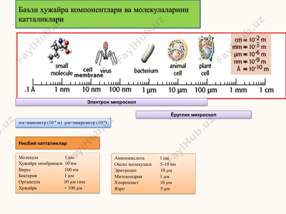 шунингдек ж.робертсоннинг мембрана моделида мембрана ташқи томонида жойлашган оқсил молекулаларининг фибрилляр шаклда эканлиги таъкидланади. 1966- йилда ж.ленард ва с.сингер томонидан биомембраналарнинг тузилишини тушунтиришда мембрананинг суюқ-мозаика модели яратилди. унга кўра мембрана суюқ фазадан ташкил топган липид молекулалари ва унда ботиб турувчи ёки сузиб юрувчи оқсил молекулаларидан иборатлиги таъкидланади. 1970- йилда яратилган г. вандерский ва д.грен томонидан яратилган биомембраналарнинг оқсил- кристалл тузилиш модели эса мембранада оқсил структураларининг мембрана фаолиятига боғлиқ ҳолатдаги конформациялари ўзгаришларини тўлароқ тушунтириб беришга ҳаракат қилади. латерал ҳаракат флип-флоп ўтишлар биомембраналарнинг тузилишига оид ҳозирги замон гипотезаларининг асосини 1966 -йилда ж.ленард ва с.сингер томонидан биомембраналарнинг тузилишини тушунтиришда яратилган суюқ-мозаика модели қисман ташкил қилади. шу билан бирга замонавий биофизика фанида биомембраналарнинг структура тузилишида оқсил молекулаларининг жойлашиш конформациялари тўлиқ тушунтириб берилади. биомембранада жойлашган оқсил молекулаларининг ион каналлари ҳосил қилиш механизмлари, рецептор оқсил молекулалари, липид молекулаларининг турлари ва вазифаси каби мураккаб ҳолатлар илмий жиҳатдан тўлиқ асослаб берилган. г.николсон томонидан биомембраналарнинг суюқ-мозаика моделига тўғрисидаги фикрлар …