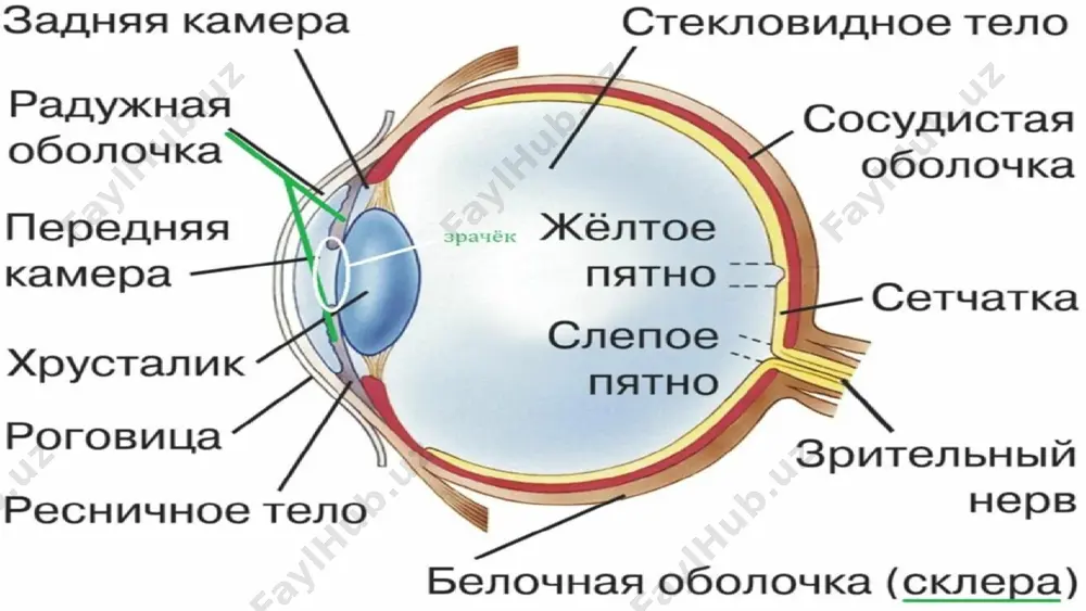 ракция тури – миопия деб аталади (м). беморнинг кўриш ўткирлиги узоқ масофага пасаяди. яқин масофани яхши кўради. енгил даражаси 3.0 дптр. гача ўрта даражаси - 6.0 дптр юкори даражаси- 6.0 дптр. дан юқори клиник кечишига кўра: стационар–ўсиб бормайдиган ўсиб борувчи-хар йили 1 дптр. дан ўсувчи генетик наслдан – наслга ўтади европада талабалар орасида миоплар сони 15%, японияда эса - 85% ни ташкил қилади. ташқи мухит ножуя таъсири- яқин масофада узоқ вақт ишлаш. бу профессионал ва мактаб миопияси. организм ривожланиши тугамаган пайтда миопия онсон ривожланади. аккомодациянинг бирламчи бўшлиги натижасида кўз олмаси компенсатор чўзилади аккомодация спазми натижасида миопия сабаблари миопия коррекцияси сочувчи линзалар ёрдамида бажарилади. миопия коррекцияси рационал коррекция киприксимон тана спазмини бартараф қилиш. киприксимон тана мушаклари учун махсус машклар тавсия килинади. миопияни хирургик даволаш кўз олмаси чўзилган орқа сегментини мустахкамлаш. кўзнинг нур синдириш кучини камайтириш миопияда хирургик даволаш шох парда, гавхар ва склерада бажарилади миопияни даволаш гиперметропия гиперметропия – нур синдириш …