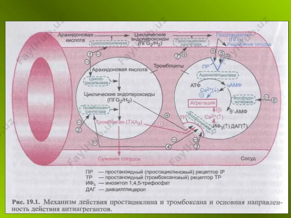 ни қонга юборади, зулуклар асосан қулоқ орқасига, юза тромбофлебит ҳосил бўлган жойларга қўйилади (олдин тери спирт билан артилиб, ширин суюқлик суртилади). зулук терига ёпишиб олиб, қонга тўйгандан кейин тушиб кетади. билвосита таъсир этувчи антикоагулянтлар. булар қаторига неодикумарин, синкумар, фенилин киритилади. булар фақат in vivo , яъни фақат организмда таъсир кўрсатади. таъсир механизми: бу моддалар витамин к га қарама-қарши хисобланади, улар витамин к ни ташиб юрувчи оқсил билан боғланиб, фаоллигини бартараф этади, натижада жигарда протромбин, проконвертин ҳосил бўлишини издан чиқаради, лекин булар жигарнинг бошқа фаолиятига таъсир кўрсатмайди. бу моддаларнинг антикоагулянт таъсири секин бошланиб, бир неча кун давом этади, организмда тўпланиб қолиши мумкин. булар ҳаммаси ичишга юборилади, бир-биридан фаоллиги билан, таъсир тезлиги ва давомлилиги билан фарқ қилади. фибринолитик моддалар. бу моддалар қаторига фибринолизин, стрептодеказа, стрептолиаза, урокиназалар киритилади. бу моддалар ҳосил бўлган тромбларни эритади. улар организмда танқис бўлган фибринолиз системаси фаоллигини оширади. организмда фибринолизин қонда фаолсиз шаклда – профибринолизин ёки плазминоген ҳолатда бўлади, …