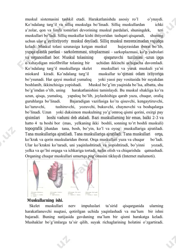 g ven¬tral miotomlaridan rivojlanadi. embrion taraqqiyoti natijasida har bir miotomdan bir nechta mushak taraqqiy etadi. aksincha, ba'zi mushaklar bir necha miotomning o'zaro birikishidan hosil bo'lishi ham mumkin (qorin mushaklari, ikki qorinchali mushak). taraqqiyot jarayonida o'z joyida qoladigan mushaklar guruhiga xususiy, autaxton mushaklar deyiladi. orqaning chuqur guruh mushaklari, ko'krak qafasining xususiy mushaklari autaxton mushaklarga misol boia oladi. ventral miotomlarning taraqqiyot jarayonida qo'l yoki oyoqdan tanaga ko'chib qolgan mushaklarga trunkopetal mushaklar deyiladi. trunkopetai mushaklarga ko'krak va orqaning xususiy mushaklarini ustki tomondan qoplagan m. pectorales major et minor, m. latis-simus dorsi mushaklari misol bo'la oladi. ventral miotomlarining taraqqiyoti jarayonida tanadan va kalladan qo'l yoki oyoq mushaklarining harakatini ta'minlashga ko'chgan mushaklarga trunkofugal mushaklar deyiladi. trunkofugal mushaklarga kalladan ko'chgan m. sternocleidomastoideus, m. trapezius va lanadan ko'chgan m. rhomboideus, m. levator scapulae, m. serratus anterior, m. subclavius, m. omohyoideus mushaklari misol bo'la oladi ( f.n. bahodirov 97- 98 betlar ). muskullarning hilma – xilligi yordamchi aparatlari. …