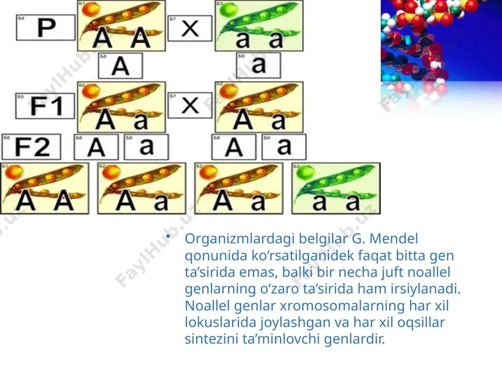 h 4 ta fenotipik sinf, ya’ni 9 ta yashil, 3 ta havorang, 3 ta sariq, 1 ta oq patli to‘tilar rivojlanadi dominant allel bo‘lmagan genlar alohida-alohida mustaqil ravishda belgiga ta’sir ko‘rsata olmasa, f2 da 9:7 nisbatda ajralish beradi. xushbo‘y no‘xat o‘simligining fenotip jihatdan o‘xshash oq gulli, lekin genotip bo‘yicha farq qiluvchi navlari chatishtirilganda shunday natija olingan komplementar genlar mustaqil ravishda u yoki bu belgini yuzaga chiqarsa f2 da fenotip bo‘yicha 9:6:1 nisbatda ajralish kuzatiladi. noallel genlarning epistaz ta’siri. noal lel genlarning biri ikkinchisi ustidan dominantlik qilib, uning fenotipda namoyon bo‘lishiga to‘sqinlik qilishi noallel genlar ning epistatik irsiylanishi deyi ladi. o‘ziga allel bo‘lmagan bironta gen ning ta’sirini bo‘ g‘a di gan, ya’ni ustunlik qiladigan gen epistatik (ingibitor) gen hisoblanadi. noallel genlarning polimer ta’siri. allel bo‘lmagan genlarning polimer tipi komp lementariya va epistazdan tubdan farq qiladi. agar komplementar irsiylanishda belgi asosiy, to‘ldiruvchi gen allellari ta’sirida paydo bo‘lsa, epistazda belgiga bir allel gen …