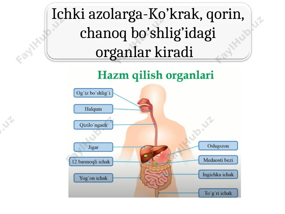 oylashgan. ovqatni qabul qilishda, chaynashda, halqumga yo’naltiradi. varaqasimon. kitob varaqlari kabi tilning yonlarida j,gan. tam bilishda hizmat qiladi. halqa b,n o’raglan. 7-15 ta b/b, til ildiz b,n tanasi chegarasida j,gan. tam bilishda hizmat qiladi. zamburug’simon. uchi yonida joylashgan. tam bilishda hizmat qiladi. 1 engak til osti muskuli. pastki jag’ suyaginining o’simtasidan boshlanib tilga tutuashadi. qisqarsa til orqaga pastga tortadi. 2 til osti muskuli. til osti suyagidan boshlanib, tilning yon tomonlariga tutashadi. til orqaga pastga tortadi. 3 bigz til muskuli. chakka suyagining bigzsimon o’sig’idan bsohlanib, tilning yon boshiga tutashadi. til orqaga pastga tortadi. til. faqat hazm azolariga kirmasdan, so’zlashda, talaffuz vositasida qatnashadi. old-uchi, o’rta til tanasi, orqa til ildizidan iborat. ustki yuzasida 4 xil so’rg’ich bor. til muskullari xususiy va sklet muskullaridan iborat. sklet muskullari 3 qismdan iborat, skletdan boshlab, tilga tutashadi 1 quloq oldi. yuz terisi ostida, chaynov muskuli ustida joylashgan. alohida bo’lakchalardan iborat. 25-30 g. fibroz parda bilan o’ralgan. …