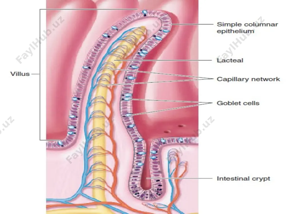 the small intestine - Page 3