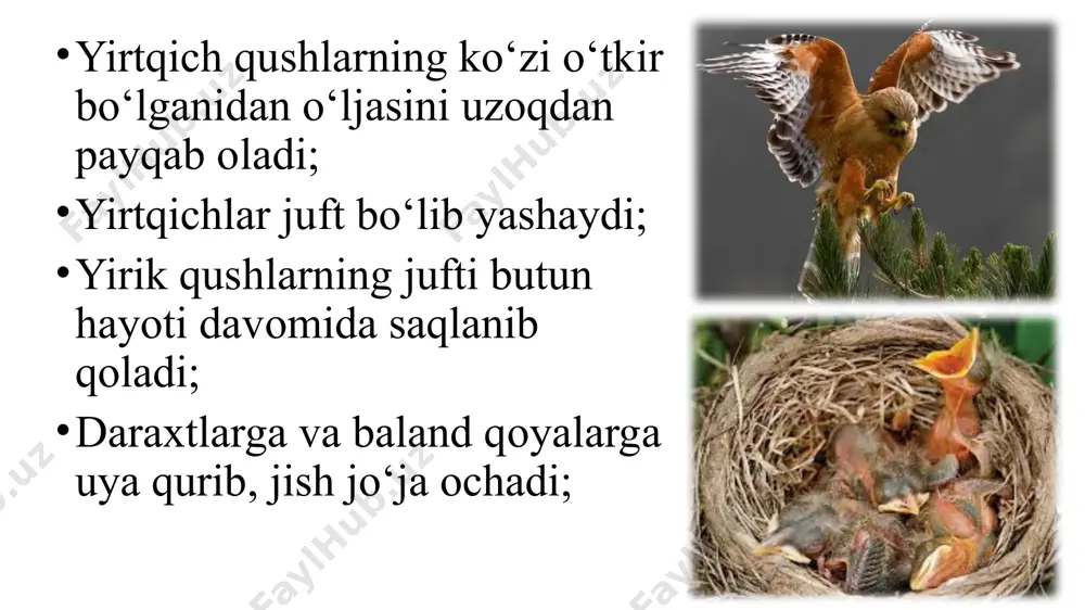 yirtqich qushlar - Page 4