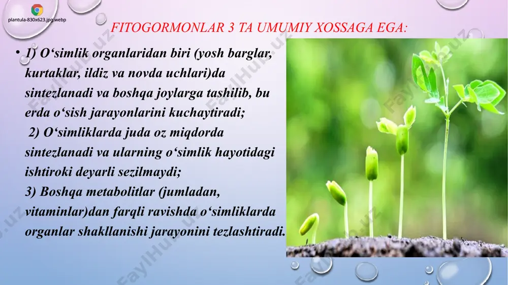 ashfiyoti sholi plantatsiyalarida olib borilgan tadqiqotlar natijasida aniqlanmagan o‘sish va kam don ishlab chiqarishga olib keldi. ushbu fitogormon poya o‘sishi induksiyasi va gullashning rivojlanishiga ta’sir qiladi. xuddi shu tarzda, u urug‘larning unib chiqishiga yordam beradi, don tarkibida zaxira to‘planishiga yordam beradi va mevalarning rivojlanishiga yordam beradi gibberellinlarning sintezi hujayra ichida sodir bo‘ladi va unga ozuqa moddalarining assimilyatsiyasi va harakatlanishiga yordam beradi. ushbu oziq moddalar hujayralar o‘sishi va cho‘zilishi uchun energiya va elementlarni beradi. gibberellin poyaning tugunlarida saqlanib, hujayra kattaligiga yordam beradi va lateral kurtaklarning rivojlanishini rag‘batlantiradi. bu ularning hosildorligini oshirish uchun shoxlar va barglarning yuqori hosil bo‘lishini talab qiladigan ekinlar uchun juda foydali. gibberellinlardan amaliy foydalanish auksinlar bilan bog‘liq. aslida auksinlar uzunlamasına o‘sishni, gibberellinlar esa lateral o‘sishni ta’minlaydi. hosilning bir tekis rivojlanishi uchun ikkala fitogormonni ham dozalash tavsiya etiladi. shu tarzda, shamolning ta’siri tufayli "turar joy" ga olib kelishi mumkin bo‘lgan zaif va kalta jarohatlarning shakllanishiga yo‘l qo‘yilmaydi. odatda, gibberellinlar …