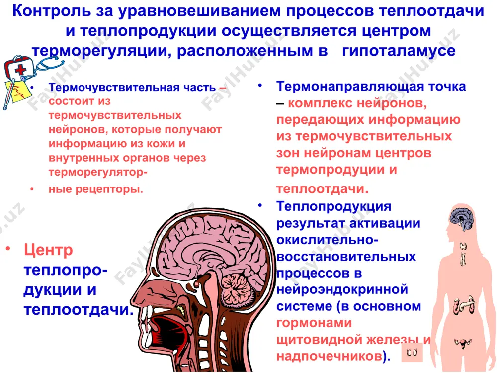 obmennix protsessov. neyrogennaya gipertermiya osnovnimi prichinami regulyatornoy gipertermii yavlyayutsya perenesennie travmi cherepa, krovoizliyaniya, meningiti, entsefa- lit, ojogi, vrojdennie porajeniya tsns, stoykie nevrozopodobnie zabolevaniya. temperatura povishaetsya do 41o i vishe, chasto intermitiruyushaya, gipertermicheskie krizi dlitelnostyu ot 15 min do 1 chasa. vo vremya pod'ema temperaturi oznob, taxikardiya, posle pristupa - astenicheskiy sindrom i vegeto-sosudistie narusheniya. zlokachestvennaya gipertermiya vizivaetsya obshey anesteziey ili mishech- nimi relaksantami u predraspolojennix de- tey: imeyushix vrojdennie narusheniya mishech- nogo tonusa (miopatii), nekotorie anomalii fizicheskogo razvitiya (maliy rost, ptoz, grud- noy kifoz, kriptorxizm). povishenie tempera- turi otmechaetsya za schet rezkogo uvelicheniya teploproduktsii vsledstvie patologicheskogo usileniya mishechnogo metabolizma, obuslovlennoe uvelicheniem kaltsiya v mioplazme. povishenie temperaturi idet na 1o s cherez kajdie 5-10 min, dostigaya 41-42o s. laboratorno otmechaetsya giperglikemiya, povishenie kontsentratsii sa i k, atsidoz, dvs-sindrom. jaroponijayushie sredstva i neyrovegetativnaya blokada mogut usilit gipertermiyu. posttransfuzionnaya gipertermiya osnovnaya prichina - zagryaznenie krovezameniteley, razlichnix jid- kostey i rastvorov pirogennimi saprofitami vodi …