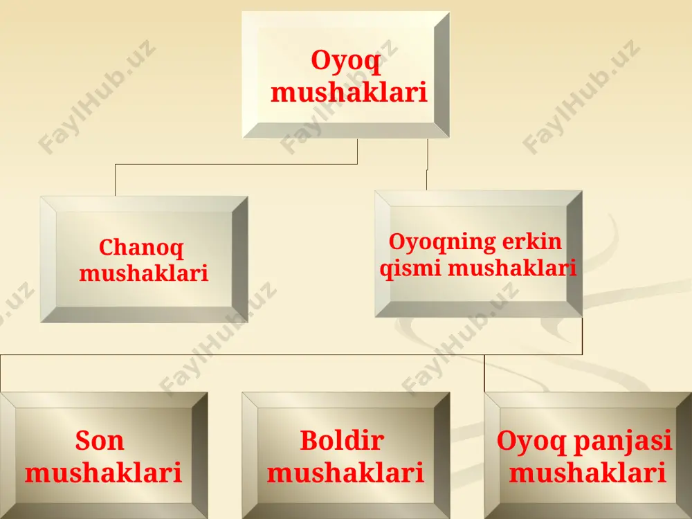 qariga buradi noksimon mushak(4). dumg’azaning chanoq yuzasidan boshlanadi(5). son suyagining katta ko’stiga birlashadi. sonni tashqariga buradi. 1 2 3 3 – крыло подвздошной кости 4 5 чаноқ камари соҳасининг орқа гуруҳ мускуллари. m.gluteus maximus думбанинг катта мускули, ёнбош суягининг ташқи юзаси, fascia thoracolumbalis, думғаза ва дум суягининг ён қисмларидан ва ligamentum sacrotuberale дан бошланади. мускул тутамларининг олд қисмлари кенг мускул пайга ўтиб, сон суяги катта кўстини ёнидан айланиб ўтади ва соннинг кенг фасциясига (унинг tractus iliotibialis қисмига) давом этади. мускулнинг орқа тутамлари эса сон суягининг ғадир-будирлигига, tuberositas glutea га давом этади. функция: сонни чаноқ сон бўғимида ёзади. маҳкамланган оёқда, олдинга эгилган танани орқа ёзади. m.gluteus medius думбанинг ўрта мускули, орқа томондан m.gluteus maximus билан қопланиб туради. ёнбош суягининг ташқи юзасидан бошланади ва ясси пайи билан сон суяги катта кўстининг ён юзасида тугайди. вазифаси: қисқарганда сонни ўрта чизиқдан узоқлаштиради, олдинги тутамлари сонни ичкарига, орқа тутамлари орқага айлантиради. гавда бир оёқда турганда, …