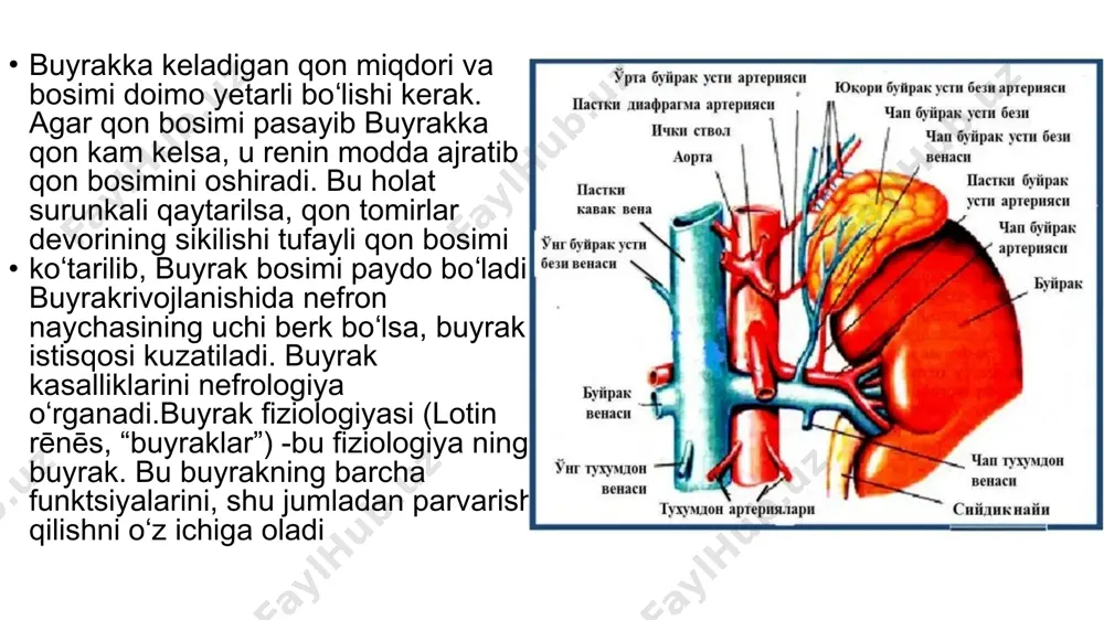 buyrak bosimi fiziologiyasi - Page 4