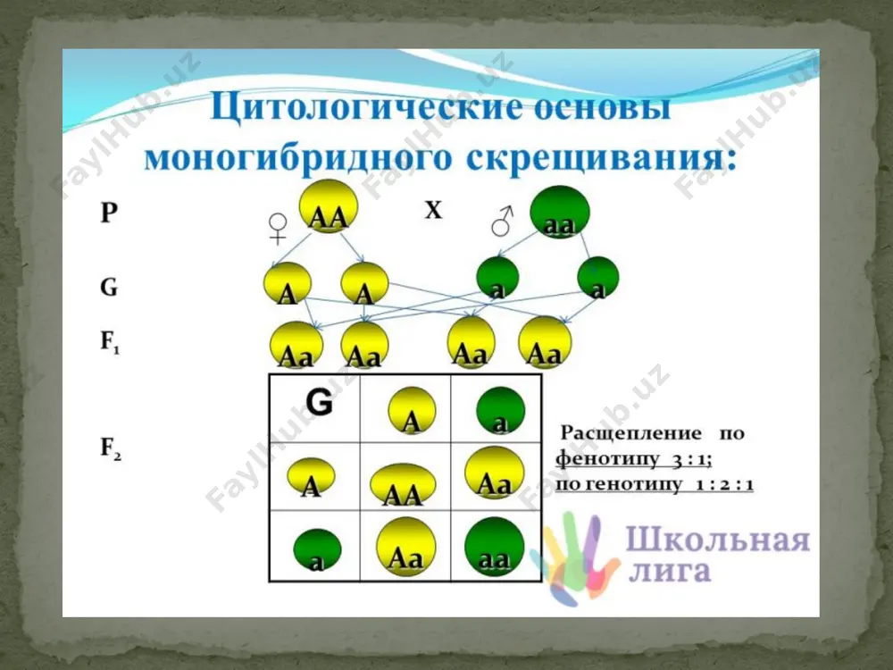 g.mendel qonunlari. monoduragay chatishtirish - Page 4