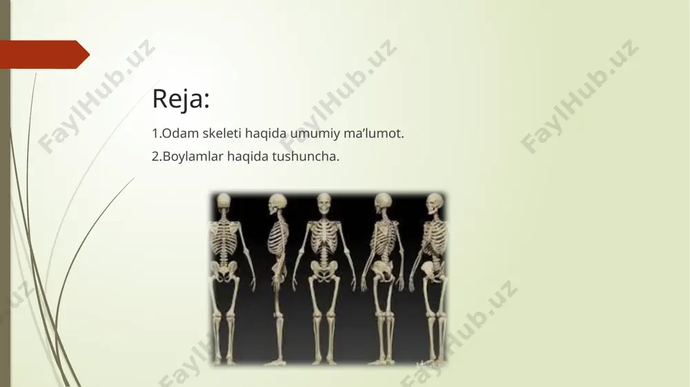 uyagi 23 ta suyaklarning birikjsrudan tashkh topgan bo'lib ikki qismga bo'linadi: miya qutisi suyaklari va yuz suyaklari (2- rasm). miya qutisi suyaklariga: peshomi - i, tepa - 2, chakka - 2, ensa - i, asosiy - i, g'alvirsimon - 1 ta suyaklar kiradi. yuz suyaklariga: yuqorigi jag' - 2, yonoq - 2, burun - 2, ko'zyosh - 2, pastki burun chanog'i - 2, tanglay - 2, pastki jag' - 1, dimog' - i, til osti - i ta suyaklar kiradi.pastki jag' va chakka suyaklari bir-biri bilan bo'g'im hosil qilib birikadi. bu bo'g'im tufayli pastki jag' xilma-xil harakatlarni bajaradi va natijada odam ovqatni chaynash, so'zlash, kuylash imkoniga ega bo'ladi. yuqorida aytilganidek, yosh bolalarda bosh suyagi 23 ta alohida suyaklardan tashkil topgan bo'lib, ular bir-biri bilan suyak chok¬lari yordamida birikadi. ularning birikishi bolaning 2-3 oyligi¬dan boshlab, u voyaga yetguncha davom etadi. tana skeleti. odamning gavda skeleti ikki qismdan iborat: umurtqa pog'onasi va …