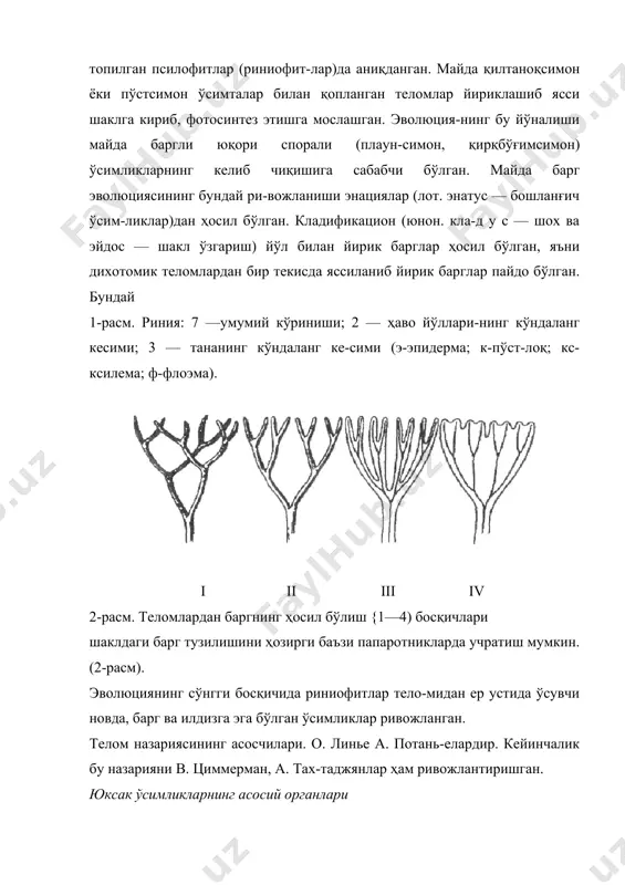 ида теломнинг стерилизация (лот. с т е р и -лис —мевасиз наслланиш) натижасида вегетатив шохча ёки куалоид (юнон куалос —новда (поя), эдос —тус, қиёфа) ҳосил бўлган. куалоиднинг учки шохчасида спо-ранги ва остида ризоид ёки ризомоид (юнон, р и з а — ил-диз, э д о с — тус, қиёфа) ҳосил бўлган. теломнинг диф-ференцияланишидан ер устки спорофитидан дастлабки ди-хотомик шохланиш, ер остки қисмидан — ризомоидин (ҳақиқий илдиз) тараққий этган. бинобарин, эволюция жараёнида даставвал новда, ун-дан кейин илдиз ривожланган. кейинчалик новдадан кур-так, барг; илдиздан эса илдиз тукчалари ва ён илдизлар тараққий этган. учки ҳужайра (ўсиш нуқтаси) билан асос (туб) ўртасида қутблилик юзага келган. ўсимликлар тузилишидаги умумий қонуниятлар. қутблилик. ўсимликларнинг морфологик юқори ва қуйи учларга эга бўлишига қутблилик деб аталади. ҳар бир ўсимлик ўзининг юқори томондан (юқори қутбидан) новдалар, қуйи томонидан (пастки қутбидан) эса ил-дизлар чиқаради (3-расм). қутблилик фақат морфологик сабаблар натижасида содир бўлмасдан, балки физиологик характерга ҳам эга. масалан, ҳосил бўлган моддаларнинг …