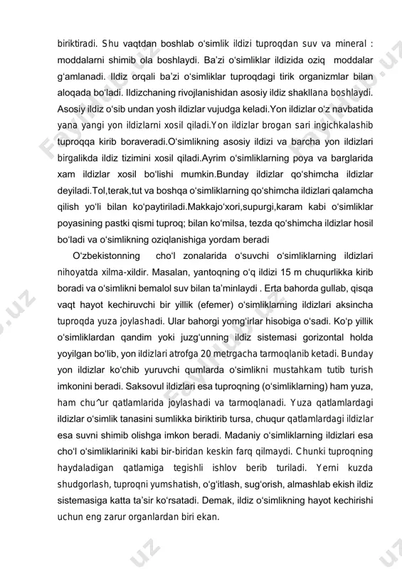 osh o‘simtani tuproqda biriktiradi. shu vaqtdan boshlab o‘simlik ildizi tuproqdan suv va mineral : moddalarni shimib ola boshlaydi. ba’zi o‘simliklar ildizida oziq moddalar g‘amlanadi. ildiz orqali ba’zi o‘simliklar tuproqdagi tirik organizmlar bilan aloqada bo‘ladi. ildizchaning rivojlanishidan asosiy ildiz shakllana boshlaydi. asosiy ildiz o‘sib undan yosh ildizlar vujudga keladi.yon ildizlar o‘z navbatida yana yangi yon ildizlarni xosil qiladi.yon ildizlar brogan sari ingichkalashib tuproqqa kirib boraveradi.o‘simlikning asosiy ildizi va barcha yon ildizlari birgalikda ildiz tizimini xosil qiladi.ayrim o‘simliklarning poya va barglarida xam ildizlar xosil bo‘lishi mumkin.bunday ildizlar qo‘shimcha ildizlar deyiladi.tol,terak,tut va boshqa o‘simliklarning qo‘shimcha ildizlari qalamcha qilish yo‘li bilan ko‘paytiriladi.makkajo‘xori,supurgi,karam kabi o‘simliklar poyasining pastki qismi tuproq; bilan ko‘milsa, tezda qo‘shimcha ildizlar hosil bo‘ladi va o‘simlikning oziqlanishiga yordam beradi o‘zbekistonning cho‘l zonalarida o‘suvchi o‘simliklarning ildizlari nihoyatda xilma-xildir. masalan, yantoqning o‘q ildizi 15 m chuqurlikka kirib boradi va o‘simlikni bemalol suv bilan ta’minlaydi . erta bahorda gullab, qisqa vaqt hayot kechiruvchi bir yillik (efemer) …