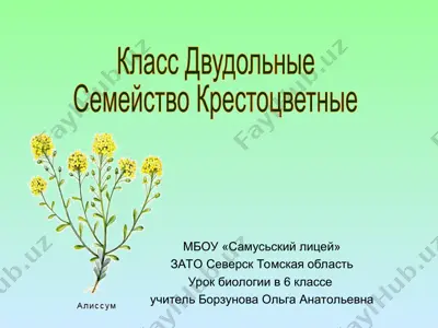 семейство крестоцветные — PPT