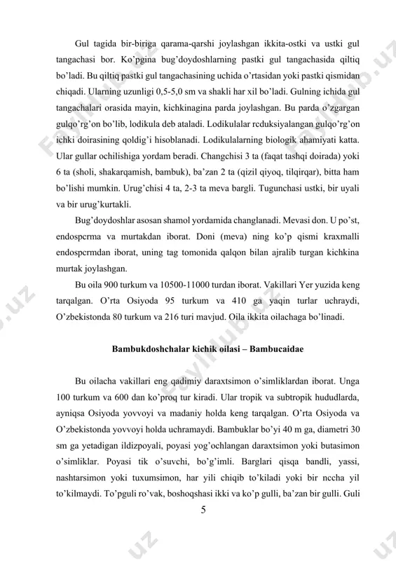 ko’p. tropik va subtropik hududlarda keng tarqalgan. o’rta osiyoda va o’zbekistonda yovvoyi holda bitta turi - yovvoyi shakarqamish, qalam - saccharum spontancum uchraydi. u ko’p yillik ildizpoyali o’t o’simlik. bo’yi 30-60 sm. tabiiy holda hindistonda va o’zbekistonda tarqalgan. asosan sernam joylarda, ko’proq daryo bo’ylarida o’sadi. poyasining tarkibida 9 % shakar borligi tufayli undan oziq-ovqat va yem-xashak sifatida foydalaniladi. sholi - oryza turkumiga bir yillik o’simliklar kiradi. to’pguli yirik, ro’vaksimon. boshoqchasi bir gulli, ikki jinsli. boshoqcha qipig’i (tangachabargi) 4 ta. gul qipig’i qiltiqli yoki qiltiqsiz, doniga yopishgan. changchisi 6 ta. bu turkumga 23 tur kiradi. yovvoyi holda afrika va hindistonda o’sadi. bizda ekma sholi - oryza sativa (96-rasm) juda qadimdan ekilib kclinayotgan bir yillik o’t o’simlik. u yctilishiga qadar suvda o’sadi. sholi bug’doy, makkajo’xori kabi insonlarning asosiy oziqbop o’simligidir. bug’doy – triticum turkumi hamdo’stlik mamlakatlarida bug’doyning 20 turi keng tarqalgan. shundan 10 ga yaqini o’rta osiyoda ekiladi. bular ikki yillik qishlaydigan …