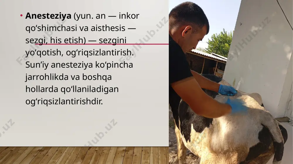 hun norka, tulki, shihayvon tulkisiga novakain 0,25-2%gacha 0,04 g kg tirik vazni hisobiga qo’llaniladi. yovvoyi va mo’ynali hayvonlarda fiksasiya yoki davolash maqsadida narkoz o’tkaziladi. nakoz ingalyasiya, og’iz orqali, to’g’ri ichak, shilliq pardalarga, muskul orasiga, qorin bo’shlig’iga, vena qon tomiriga yuboriladi. hayvonlarga umumiy narkozdan xloralgidrat, aminazin, mepazin, tiopental. aminazin skelekt muskullarini kuchsizlantirib yaxshi og’riqsizlantirib tinchlantiradi. aminazinning tulkilar uchun dozasi 0,05-0,075 g. qoramollarda narkoz morfin atropin bilan, xloralgidrat, tiopental va amital bilan o’tkaziladi. morfinning 2-4 %li eritmasidan teri ostiga bir marta yuborganda dozasi 0,01 g/kg ni tashkil etadi. novokainli og’riqsizlantirishdan tashqari muskulga 200-300 ml 10%-li xloralgidrat yuborish mumkin. kuchli kuchanish va to’lg’oqni kamaytirish maqsadida teri ostiga 0,01-0,02 g quruq modda hisobida (0,1-1%-li eritma holida) atropin sul’fat yoki 1-2 ml, 1%-li platifillin eritmasidan yuborish yaxshi natija beradi. jarrohlik asboblari qaynatilib, tampon, sochiq, choyshablar avtoklavlarda yuqumsizlantiriladi. og’riqsizlantirish usuli operasiya maydoni va hayvonni bog’lash usuliga qarab tanlanadi. ko’pincha 3%-li novokain eritmasi bilan magda usuli bo’yicha …