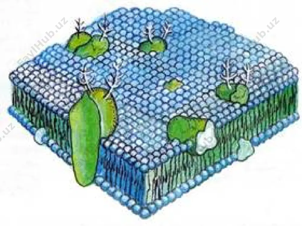 28- §. plastik almashinuv. oqsillar biosintezi. genetik kod - Page 3