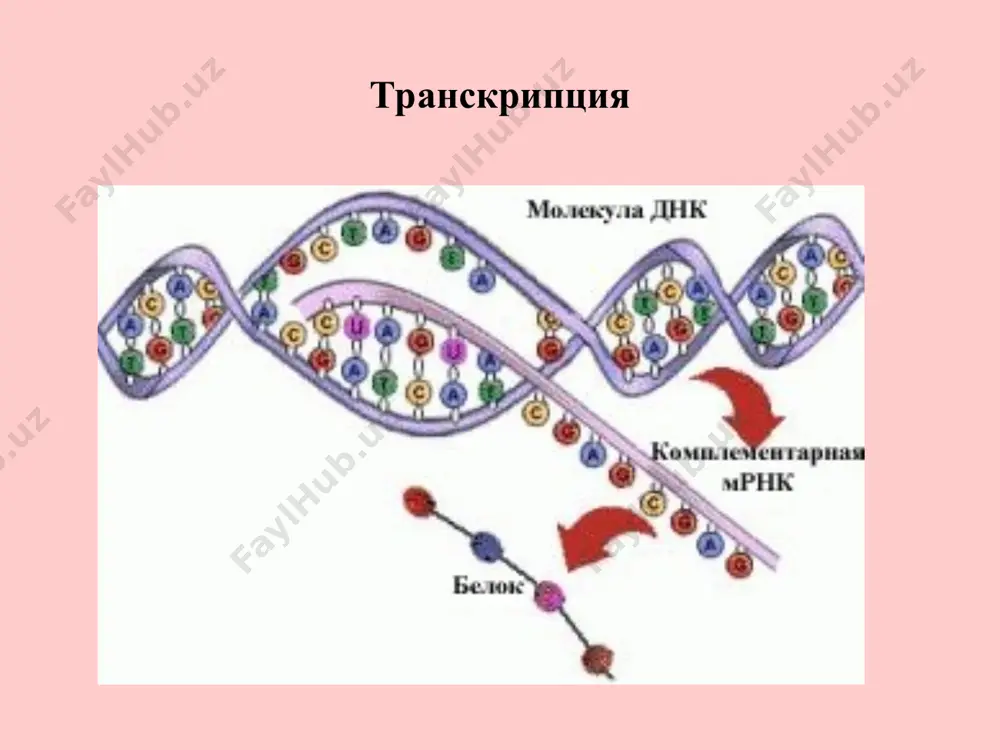 транскрипциянинг молекуляр асослари - Page 3