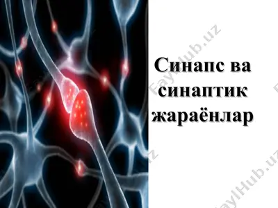 синапс ва синаптик жараёнлар — PPT