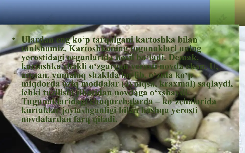 tugunak va ildizpoyalar. 5 - sinf - Page 3