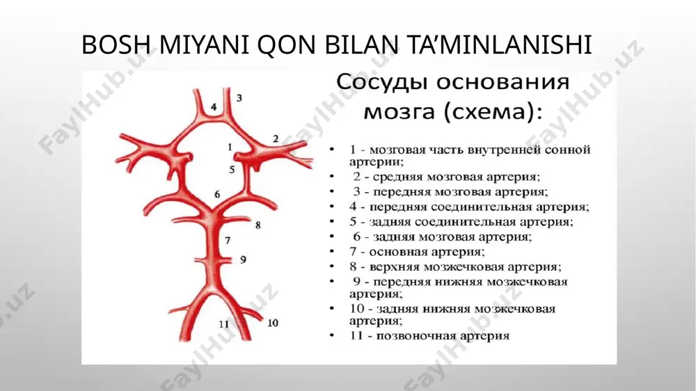 ishining o‘tkir buzilishi bo‘lib, paydo bo‘lgan nevrologik buzilishlar 24 soatdan oshiq davom etadi. tranzitor ishemik ataka tranzitor ishemik ataka (tia) – bosh miyada qon aylanishining o‘tkir ishemik buzilishi bo‘lib, fokal serebral va retinal ishemiya belgilari bir soat ichida o‘tib ketadi va infarkt izlari shakllanmaydi. aksariyat hollarda tia simptomlari bir necha daqiqa ichida o‘tib ketadi. tia yaqinlashib kelayotgan insult xabarchisidir. tia o‘tkazgan aksariyat bemorlarda bir oy ichida ishemik insult rivojlanish xavfi bir necha barobarga oshadi. yaqqol etiologik omillar, ya’ni miokard infarkti, hilpillovchi aritmiya, karotid ateroskleroz va arterial gipertenziya sababli rivojlangan tia dan so‘ng esa bir hafta ichida ishemik insult rivojlanishi mumkin. tia bosh miyaning ma’lum bir qon tomir havzasida qon oqimining to‘satdan to‘xtashi va keskin pasayishi sababli yuzaga keladi. bu holat to‘la orqaga qaytuvchi jarayon bo‘lib, bosh miyada infarkt o‘choqlari shakllanmaydi. bosh miyada infarkt o‘chog‘ining shakllanmasligi – tia tashxisini qo‘yish uchun asosiy talablardan biri. chunki 1soat ichida ishemik infarkt o‘chog‘i shakllanmaydi. …
