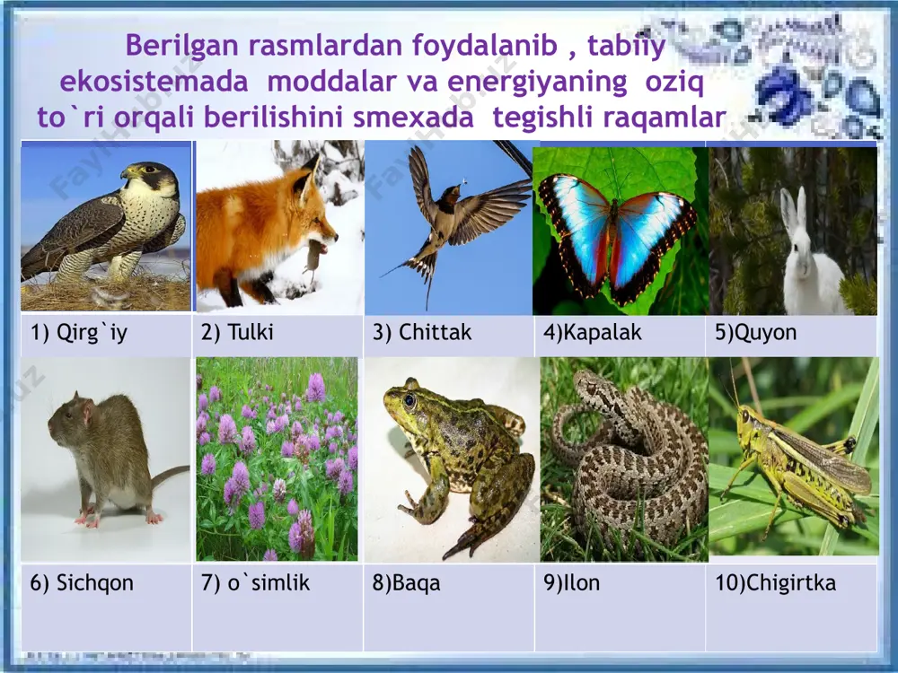 ni aniqlang. a) 80000 b) 8000 c) 800 d) 1000 uyga vazifa ilonning biomassasi yoz davomida 0,2 kg ga ortgan bo‘lsa, «10% qoidasi»ga asoslanib o‘tloqning ekologik piramidasini tuzing: o‘tloq sebargasi kapalak baqa ilon ilonburgut. e`tiboringiz uchun rahmat! d.xolmatova image1.jpeg image2.jpeg image3.jpeg image4.jpeg image13.jpeg image14.jpeg image15.jpeg image5.jpeg image6.jpeg image7.jpeg image8.jpeg image9.jpeg image10.jpeg image11.jpeg image12.jpeg image16.jpeg image17.jpeg image18.emf image19.jpeg image20.jpeg image21.jpeg image22.jpeg image23.jpeg image24.jpeg image25.jpeg image26.jpeg image27.jpeg image28.jpeg image29.jpeg image30.jpeg image31.jpeg image32.jpeg image33.jpeg image34.jpeg image35.jpeg image36.jpeg image37.jpeg image38.jpeg image39.jpeg image40.jpeg /docprops/thumbnail.jpeg