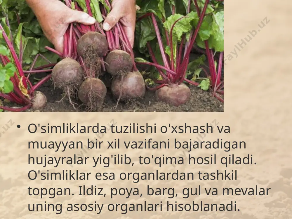 o'simlik - yaxlit organizm. 6 - sinf - Page 3