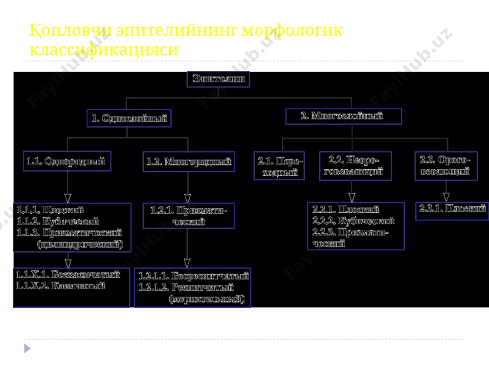 ланган оддий найсимон тармоқланмаган без: теридаги тер бези меъдадаги оддий тармоқланган найсимон безлар бачадондаги оддий найсимон тармоқланмаган безлар оддий тармоқланган альвеоляр без: теридаги ёғ бези мураккаб альвеоляр тармоқланган без: кулоқ олди бези сўлак безларининг аралашган охирги бўлимлари: мукоцитлар ва яримойсимон сероз кўринади безларнинг охирги бўлими i – сероз ii – шиллиқ iii – аралаш 1 – сероцит 2 – мукоцит 3 – яримойсимон сероз 4 – ацинус тирқиши секреция турлари: i – мерокрин, ii – микроапокрин, iii – макроапокрин, iy - голокрин