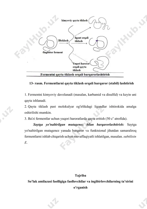 ib aralashtiriladi, ularning uchiga tajribadagi uchchala probirkadagi aralashmaning har biridan 2-3 tomchidan alohida probirkalarga tomiziladi. yod bilan qilinadigan reaksiya 10-15 minutda yana takrorlanadi. birinchi probirkadagi suyuqlik binafsha yoki qizil rangga, ikkinchisi qizil yoki sariq, uchinchisi esa ko’k rangga kiradi. demak, ikkinchi probirkada kraxmal yaxshiroq gidrolizlangan, uchinchisida umuman gidroliz ketmagan. ish natijasi jadvalda qayd qilinadi. 6- jadval amilaza faolligiga faollovchi va ingibirlovchilarning tasiri № ferment substrat fermenting ta’sir etish vaqti, min reaksion aralashmaning yod bilan bergan rangi 1 so’lak amilazasi kraxmal 5 2 so’lak amilazasi kraxmal 10 3 so’lak amilazasi kraxmal 15 mashg’ulot davomida olingan xulosalar: mustahkamlash uchun nazorat savollari: 1. fermentlarning fizik-kimyoviy xususiyatlari haqida ma’lumot bering? 2. fermentlar faolligiga haroratning ta’siri haqida ma’lumot bering? 3. fermentlar faolligiga ph va ferment konsentratsiyasining ta’siri haqida ma’lumot bering? 4. amilaza fermentiga ingibitorlarning ta`siri qanday? 5. fermentlarni birlashtitrish usullarini ayting ? 6. stabil ferment deganda nimani tushunasiz ? adabiyotlar: 1. мирзарахметова д.т. основы биологической …