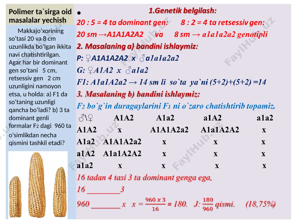 m terisi qora, aabb genotipli esa oq bo`ladi. genotipda 3 ta dominant gen bo`lsa, qoramtir, 2 ta bo`lsa, oraliq, 1 ta bo`lsa oqish bo`ladi. terisi oraliq rangdagi digeterozigota ayol va erkak turmushidan terisi oraliq rangli farzandlar tug`ilishi ehtimoli necha foiz bo`ladi? polimer ta`sirga oid masalalar yechish 1.genetik belgilash: uchburchak mevali – a1a1a2a2: ovalsimon (tuxumsimon) – a1a1a2a2: 2. f1 da hosil bo`lgan uchburchak qo`zoq mevali guragayni aniqlaymiz: p: ♂ a1a1a2a2 x a1a1a2a2 ♀ g: ♂ a1a2 x ♀ a1a2 f1: a1a1a2a2 → digeterozogota uchburchak mevali 3. f2 ni aniqlaymiz: p: a1a1a2a2 x a1a1a2a2 g: har biridan a1a2, a1a2, a1a2, a1a2 olinadi. f2: ♀\♂ a1a2 a1a2 a1a2 a1a2 a1a2 a1a1a2a2 a1a1a2a2 a1a1a2a2 a1a1a2a2 a1a2 a1a1a2a2 a1a1a2a2 a1a1a2a2 a1a1a2a2 a1a2 a1a1a2a2 a1a1a2a2 a1a1a2a2 a1a1a2a2 a1a2 a1a1a2a2 a1a1a2a2 a1a1a2a2 a1a1a2a2 16__________100 3___________ x x = 18,75% achambitining uchburchak qo`zoq mevali turi oval qo`zoq mevali turi bilan chatishtirilganda birinchi avlod duragaylari barchasining mevasi uchburchak qo`zoq …