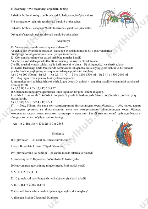 4- yirik fasetkali ko’zi; 5- uzun tukli oyoqlar; 6- katta tukdor oyoqlar; 7- qorin tomondagi oqish yurak; 8- orqa tomondagi dumaloq yurak; a) 2,4,6,7 b) 1,3,5,7 c) 1,3,6,8 d) 2,4,6,8 9. qaysi hayvonning o’pka devorida bargsimon o’simtalar hosil bo’ladi? a)butli o’rgimchak b)baqa c)qurbaqa d)tarantul e)suv shilliqqurti 10. butli o’rgimchakning oyoq paypaslagichlari va ulardagi asosiy bo’g’imlarning vazifasini aniqlang. 1)hid bilish; 2)tuyg’u; 3)pastki jag’; 4)yuqori jag’; 5)o’ljaning tanasini teshish a)1,4 b)2,3 c)1,3 d)3,5 e)2,5 11.rasmdagi 4;9;6 raqamdagi organlarni toping a)4-ikki bo’lmali oshqozon;9- uch teshikchali yurak;6-o’pka xaltasi b)4-oshqozon;9- uch juft teshikchali yurak;6-o’pka xaltasi c)4-ikki bo’lmali oshqozon;9- olti teshikchali yurak;6-o’pka xaltasi d)4-qizilo’ngach;9- uch teshikchali yurak;6-o’pka xaltasi anatomiya 12. venoz qon qayerda arterial qonga aylanadi? a) kichik qon aylanish doirasida b) katta qon aylanish doirasida c) o‘pka venalarida d) o‘pkaga boradigan bronxial arteriya qon tomirlarida 13. qon tomirlarining o‘rta qavati tarkibiga nimalar kiradi? a) silliq va ko‘ndalangmuskullar b) ko‘ndalang muskul va elastik tolalar c) silliq …