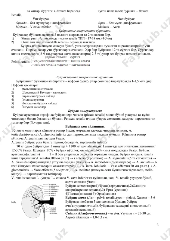 либ, унга нефронлардан тузилган пирамидаларнинг учи очилади. пирамидалар учи сўрғичларга очилади. ҳар бир буйракда 12 та сўрғич бор. сўрғичлар кичик косачаларга( 8-9 та),улар эса катта косачаларга( 2-3 та),улар эса буйрак жомига очилади. pelvis renalis буйракларнинг микроскопик кўриниши. буйракнинг функционал бирлиги – нефрон булиб, улар сони хар бир буйракда 1-1,5 млн дир. нефрон қисмлари: 1) мальпигий конточкаси 2) шумлянский баумен – капсуласи 3) бирламчи бурама найлар 4) генли қовузлоғи 5) иккиламчи бурама найлар 6) йиғувчи каналлар буйрак иннервацияси: буйрак артерияси атрофида буйрак нерв чигали (plexus renalis) ҳосил бўлиб у аортал ва қуёш чигаллари билан боғланган бўлади. peluxus renalis-ичида кўпроқ симпатик, камроқ- парасимпатик толалар бор (n.vagus дан). буйракда қон айланиши. 1/3 қисм ҳолатларда қўшимча томир ўтади: аортадан алоҳида чиқиши мумкин, a. testicularis(ovarica),a. phrenica inferior дан тармоқ ҳолатда чиқиши мумкин. қўшимча томир кўпинча а.renalis дан пастдан ўтади. а.renalis буйрак усти безига тармоқ беради-a. suprarenalis inferior. 70 кг одам буйрагидан 1 минутда ≈ 1200 …