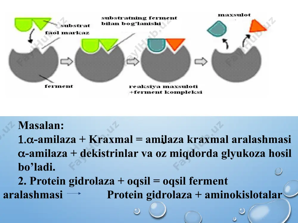 3 ni tashkil qiladi. uchinchi bosqich (idiofaza) kulüturani morfologik va biokimyoviy ixtisoslashishi kuzatiladi, ya’ni bunda mikroorganizmlar konidiyalarni va ikkilamchi metabolitlarni xosil qiladilar. ushbu bosqichda mikroorganizmlar xujayra tashqarisiga chiqariluvchi fermentlarni xosil qiladilar. bunda o‘stirish xonalarida xaroratni 3-40 c ga tushirish va xavo almashtirishni 3-5 martaga kamaytirish zarur. mikroorganizmlarni suyuq oziqa muxitlarida o‘stirish davomida xam xavo bilan ta’minlashga va is gazi bilan ifloslangan xavoni fermentyordan chiqib ketish rejimiga e’tibor berish kerak. masalan, bir kulütura xar xil aerasiya sharoitlarida bir xil fermentni xar xil xususiyati bilan xosil qilishi mumkin. umuman olganda xavo bilan ta’minlash mikroorganizmni o‘stirish jarayonini va ferment xosil qilishini tezlashtiradi. o‘stirish davomiyligi xam muxim ko‘rsatkichlardan biri bo‘lib, u maksimum ferment ishlab chiqarish samaradorligini belgilaydi. u juda ko‘p omillarga bog‘liq: oziqa muxiti tarkibi va uni produsentga uzatish usuli, muxitni xavo bilan ta’minlanganlik darajasi, produsent turi, ferment xususiyati va boshqalardir. o‘stirish davomiyligi ko‘pincha produsentning fiziologik xususiyatlariga bog‘liq bo‘ladi. masalan, b.mesentericus pb uchun - …