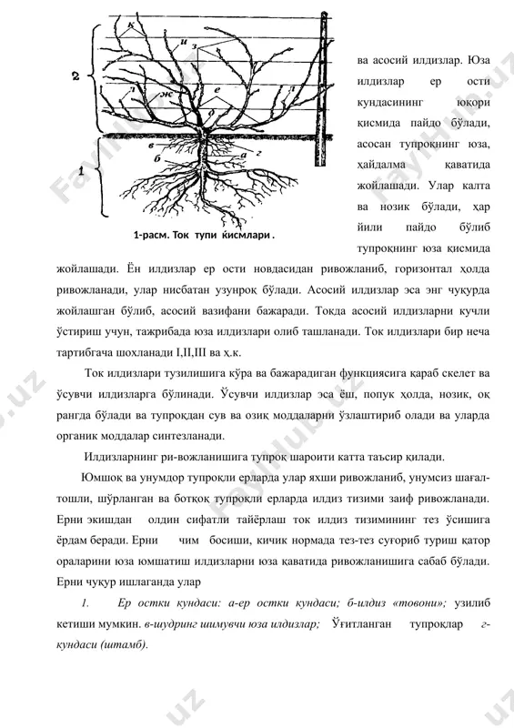 орат бўлади. унинг кўп йиллик қисмлари ток тупининг асосини ташкил этади. табиий шароитда ток тупи нисбатан ингичка ва узун 20-30 см, йўғонлиги 30-40 мм бўлади. токка одатда 10 см дан 2 м гача бўлган кичик туп шакли берилади, шакл берилмаганда эса унинг асосий новдалари тупроқ юзасида жойлашади. тупнинг асосий кўп йиллик новдалари, занг тарқалган қисми кунда дейилади. ёш тупларда кунда деярли сезилмайди, чунки кейинчалик занг ҳосил бўладиган рудалар ҳар хил баландликда жойлашади. тупнинг ёшига қараб, рудалар тахминан бир текисликда жойлашади ва кунда ҳосил қилади. бу кунда туп қариганда жуда йўғонлашади ва каллаксимон, косасимон ҳамда кўп новдали елпиғичсимон шакл берилган тупларда яхши сезилади. калта зангни ҳар йили кесиш ҳисобига, уларнинг узунлиги доим ошириб борилади ва уларда бир йиллик новдалар ривожланади. ўринбосар бутоқ 2-3 та куртак қолдириб кесилган новдалар бўлиб, бу куртаклардан келгуси йил учун новдалар ўсиб чиқади. улардан 1-2 таси ҳосил берувчи маданг (келгуси йили ҳосил новдалари чиқадиган новдалар), биттаси эса …