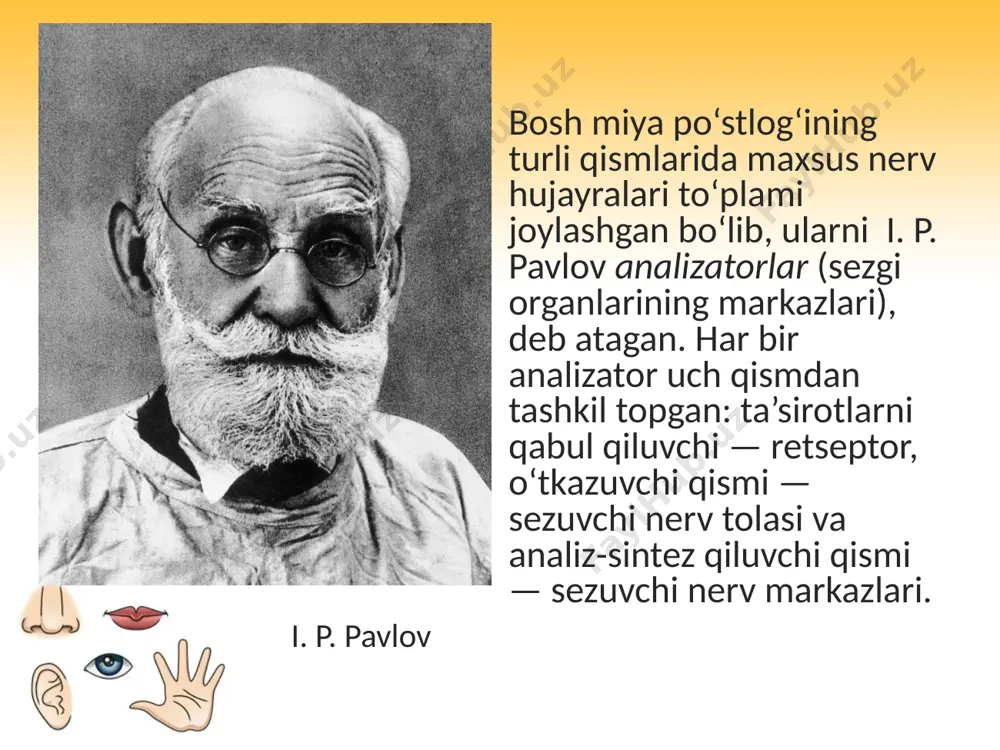 sezgi organlarining ahamiyati. ko‘rish organlari. 8 - sinf - Page 5
