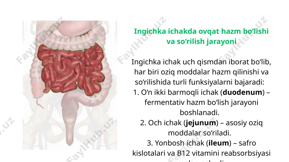 qo‘zg‘atadi. miyaga yuborilgan impulslar yordamida tashqi anal sfinkterning mushaklari boshqariladi. bu jarayonga parasimpatik nerv tizimi faolligi ta’sir qiladi. ingichka ichak bilan bog‘liq kasalliklar laktaza yetishmovchiligi (laktaza intoleransi) patogenez: laktaza fermenti yetishmovchiligi tufayli laktoza (sut shakari) monosaxaridlarga parchalanmaydi va ichakda to‘planib, osmotik bosimni oshiradi. bu esa ichak ichidagi suv miqdorining ortishiga va diareyaga sabab bo‘ladi. bundan tashqari, ichak bakteriyalari laktozani fermentatsiya qilib, vodorod va organik kislotalarni hosil qiladi, bu esa meteorizm (shish) va qorinda og‘riq keltirib chiqaradi. klinik belgilari: - diareya - meteorizm - qorinda g‘uldirash - og‘riq tashxis: - vodorod nafas testi - laktoza toqatlilik testi davolash: - laktozani cheklash yoki laktaza fermenti qo‘shimchalari qabul qilish. yo‘g‘on ichak bilan bog‘liq kasalliklar surunkali yallig‘lanish kasalliklari (kron kasalligi va yarasimon kolit) kron kasalligi patogenez: autoimmun javob natijasida ichak devorining barcha qatlamlari yallig‘lanadi. yallig‘lanish butun ovqat hazm qilish tizimi bo‘ylab bo‘lishi mumkin, ammo asosan ingichka ichakning oxirgi qismi va yo‘g‘on ichak shikastlanadi. klinik …