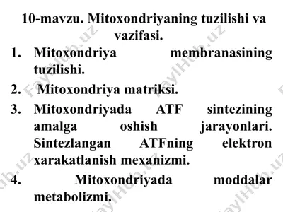 mitokhondriya va plastidlar — PPTX