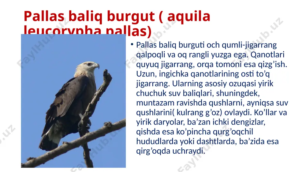 i; noqonuniy ovlash; elektr uzatish liniyalarida nobud bo'lishi; tekislik va tog’li hududlarda tarqalgan turlar soning kamayish sabablari yovvoyi hayvonlar (tuyoqlilar) sonining kamayishi va chorvachilik usullarining takomillashuvi tufayli chorva mollari sonining koʻpayishi bilan bog’liq ravishda ozuqa bazasining uzoq muddatli o’zgarishi; ko’payish mavsumida odamlar tomonidan ta’qib qilinishi; uyalash arealida bezovta qilinishi. yer maydonlarining qishloq xoʻjaligi maqsadida foydalanish davomida hashoratlarga ayniqsa chigirtkalarga qarshi kurashish natijasida oziq zanjirining buzilishi; pestitsidlardan zaharlanish; yaylovlarda o’tlatish miqdori kamayganligi oqibatida yashash joylarini baland boʻyli maysalar bilan qoplanishi; tabiiy yashash muhitining o’zgarishi. o’zbekistonda qushlarni muhofaza qilish borasida olib borilayotgan ishlar. o’zbekiston uchib o’tish yo’llari kesishuvida joylashgan, shu bois yurtimizda 460 dan ortiq qushlar turi uchraydi, ulardan 117 tasi ko’chib o’tuvchi turlar hisoblanadi. shuning uchun ham o’zbekiston qizil kitobiga kiritilgan ko’pchilik turlarni uchib o’tuvchi qushlar tashkil etadi. ularning kamayib ketishlarini oldini olish maqsadida davlat buyurtmaxonalari tashkil etilib muhofaza ostiga olingan, shuningdek, ularni ovlash qatʼiyan taqiqlangan. o’zbekiston respublikasi 1995-yilda «biologik xilma-xillik …